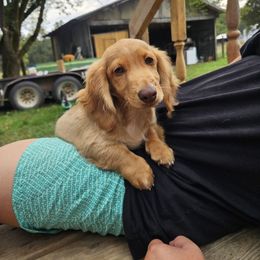 Bryar - Cream male Dachshund puppy in Mountain Grove, Missouri from Boot Scootin Pups