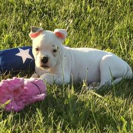 Smores - White male American Bulldog puppy in Three Rivers, Michigan from Jemms Kennels