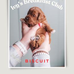 Biscuit - Red  male Goldendoodle puppy in New Lenox, Illinois from New Doods On The Block