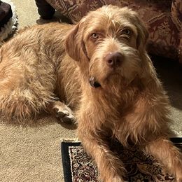 Wirehaired Vizsla puppies from Kendra Breeding