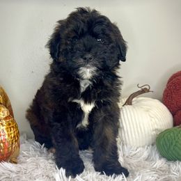 Girl 1 - Chocolate merle female Bernedoodle puppy in Russiaville, Indiana from Pleasant Creek Minibernedoodles