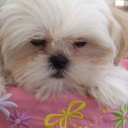 Shih Tzus from Gulf Coast Shih Tzus