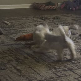 Poodle and West Highland White Terrier Puppies from JJs Puppies of the Carolinas