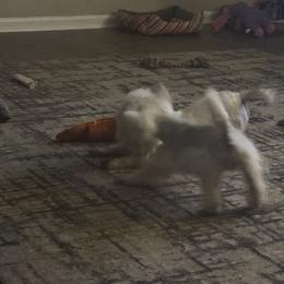 Poodle and West Highland White Terrier Puppies from JJs Puppies of the Carolinas