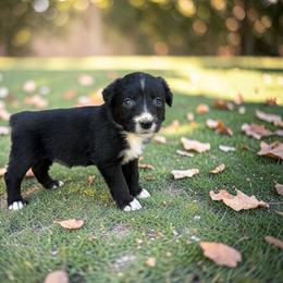Etta - Black tri-color female Australian Shepherd puppy in Statesville, North Carolina from Charming Australian Shepherds