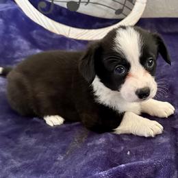 Ruby - Brindle and white female Cardigan Welsh Corgi puppy in Princeton, Texas from Fable Cardigan Welsh Corgis