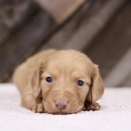 Dachshund Puppies from Prima Dachshunds