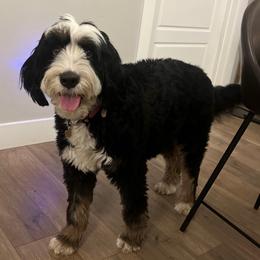 Biscuit - Bernedoodle
