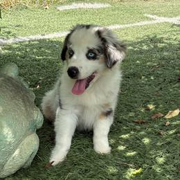 Cooper - Blue merle male Miniature Australian Shepherd puppy in Signal Mountain, Tennessee from D & D Miniature and Toy Australian Sheppards