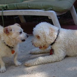 Lagotto Romagnolo All Grown Up from Flying Curls Lagotto Romagnolo