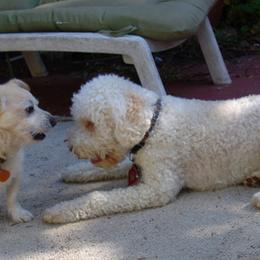 Lagotto Romagnolo All Grown Up from Flying Curls Lagotto Romagnolo