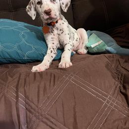 Dalmatian Puppies from Louisiana Roux Dalmatians