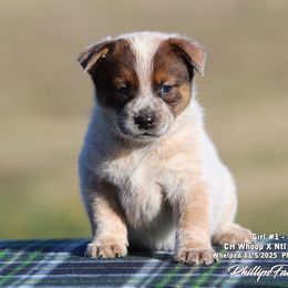 Charlie Girl 1 - Red speckled female Australian Cattle Dog puppy in Point, Texas from Lakylu Kennels