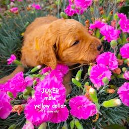 Joker - Red  male Goldendoodle puppy in Greer, South Carolina from South Paw Doodles