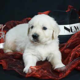 Golden Retriever Puppies from White Diamond Retrievers in the Heartland