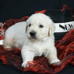 Golden Retriever Puppies from White Diamond Retrievers in the Heartland