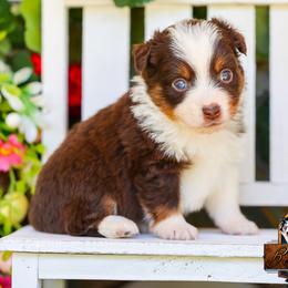 Skye - Red tri female Toy Australian Shepherd puppy in Granbury, Texas from Best Little Aussies