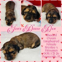 Valentina - Cream female Dachshund puppy in Pensacola, Florida from Jen's Doxie Den