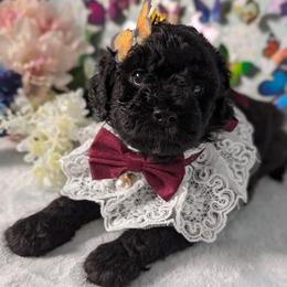 Orange Girl - Black and white female Shihpoo puppy in Rockledge, Florida from Stormie's Doodles