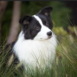 Envy - Border Collie