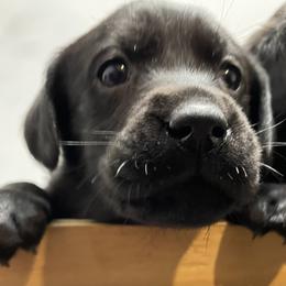 Girl 1 - Black female Labrador Retriever puppy in Arlington, Iowa from Uncle Bucks Labrador Retrievers