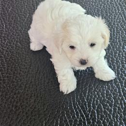 Maltipoo Puppies from Doggies4you