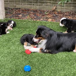 Miniature American Shepherd Puppies from Harbor View Mini American Shepherds
