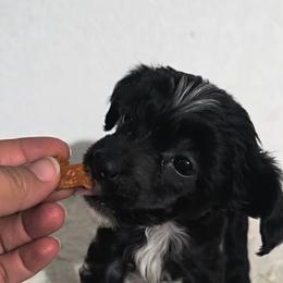 Athena - Black and white female Chinese Crested puppy in San Antonio, Texas from Sugar's Royal Cresteds