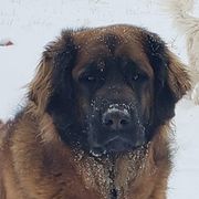 Hannah - Leonberger