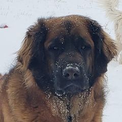 Hannah - Leonberger