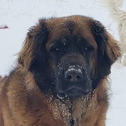 Hannah - Leonberger