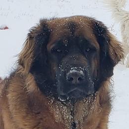 Hannah - Leonberger