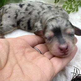 Adeline - Dapple female Dachshund puppy in Exeter, California from Sawtooth Miniature Dachshunds