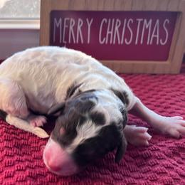 Marshmallow - Parti male Poodle puppy in Overbrook, Kansas from Hidden Springs Poodles LLC