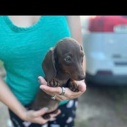 Chocolate girl - Chocolate and tan female Dachshund puppy in Lyman, Mississippi from Arnold’s Miniature Dachshunds