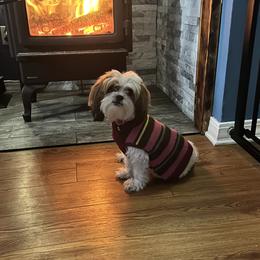 Evie - Shih Tzu