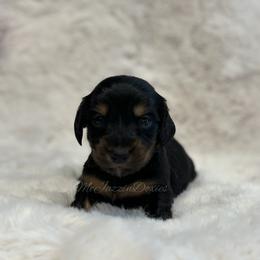Pink heart girl (blk n tan) - Black and tan female Dachshund puppy in Chehalis, Washington from McJazzin Doxies