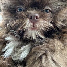 Shih Tzu Puppies from Mosley Kennel Shih Tzu