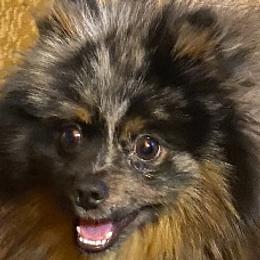 Blue - Pomeranian