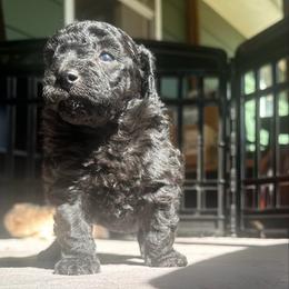 Astro (Champion Bloodline AKC) - Black male Poodle puppy in Chattanooga, Tennessee from SoftPaw Kennels