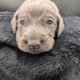 Aldo Nova - Blue male Weimaraner puppy in Evart, Michigan from Drehbar Weimaraners