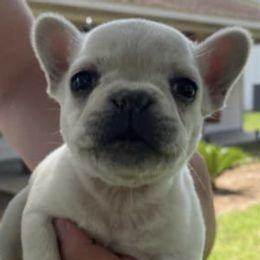 French Bulldogs from Joie De Vivre