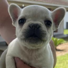 French Bulldogs from Joie De Vivre