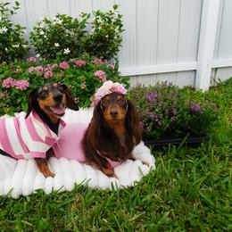 Dachshund puppies from Oscar's Dachshunds