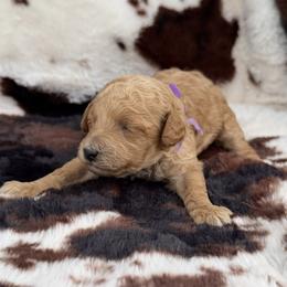 Poodle Puppies from Falling star poodles