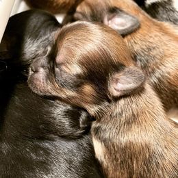 Lhasa Apso Puppies from Florida Lhasa Apso