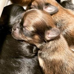 Lhasa Apso Puppies from Florida Lhasa Apso