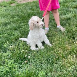 Starla - Parti female Labradoodle puppy in Craig, Nebraska from Top Knot Companions Poodles and Labradoodles