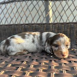 Bentley - Dapple male Dachshund puppy in Stilwell, Oklahoma from Mountain Top Dachshunds
