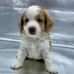 Dill - male Golden Mountain Doodle puppy in Travelers Rest, South Carolina from Bailey Mountain Doodles